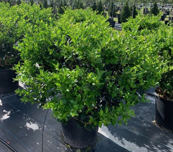 ligustrum-japonicum-japanese-privet-wax-leaf-ligustrum