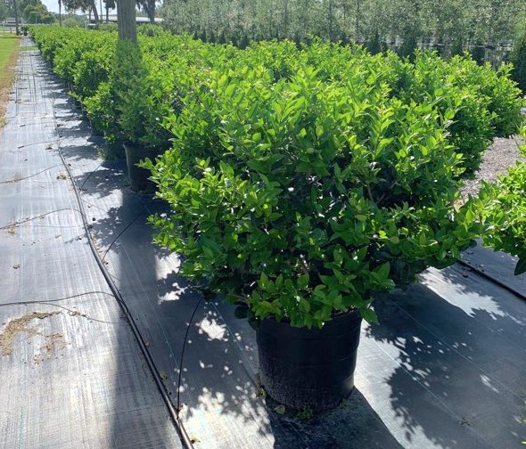 ligustrum-japonicum-japanese-privet-wax-leaf-ligustrum