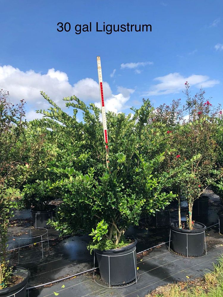 ligustrum-japonicum-japanese-privet-wax-leaf-ligustrum