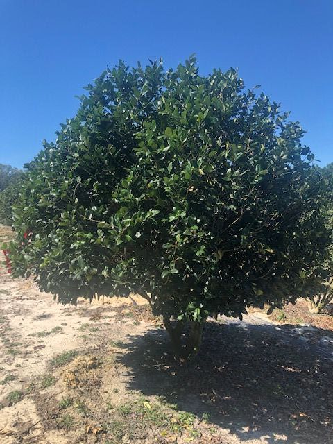 ligustrum-japonicum-japanese-privet-wax-leaf-ligustrum