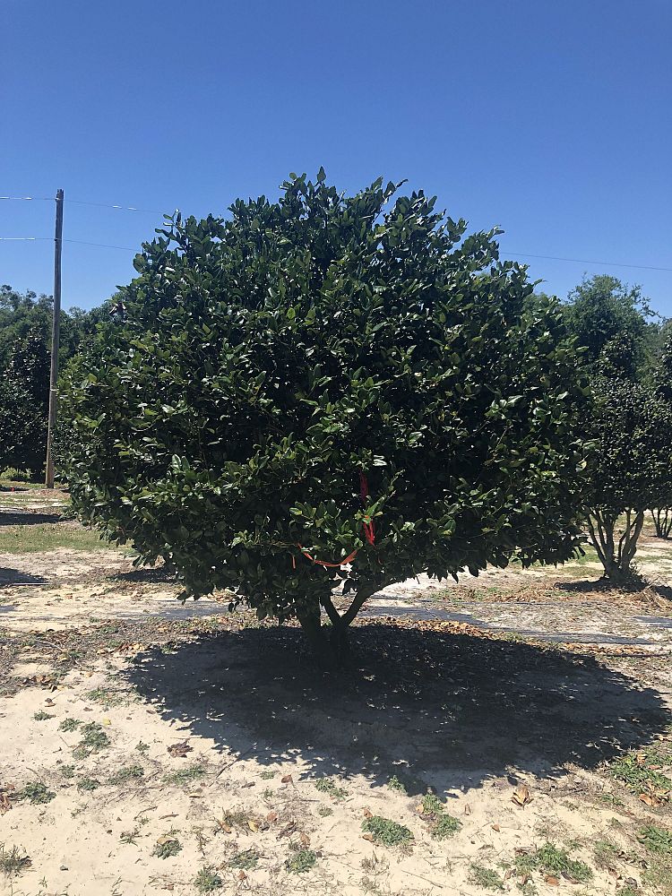 ligustrum-japonicum-japanese-privet-wax-leaf-ligustrum