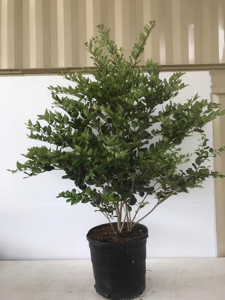 ligustrum-japonicum-japanese-privet-wax-leaf-ligustrum