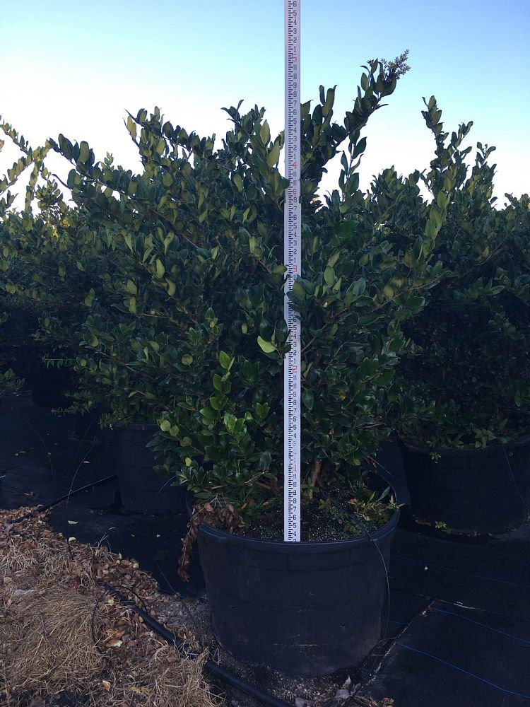 ligustrum-japonicum-japanese-privet-wax-leaf-ligustrum