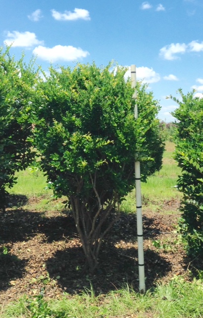 ligustrum-japonicum-japanese-privet-wax-leaf-ligustrum
