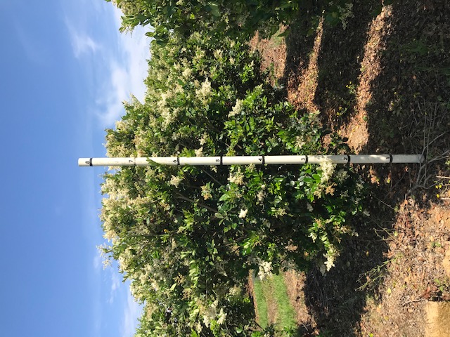 ligustrum-japonicum-japanese-privet-wax-leaf-ligustrum