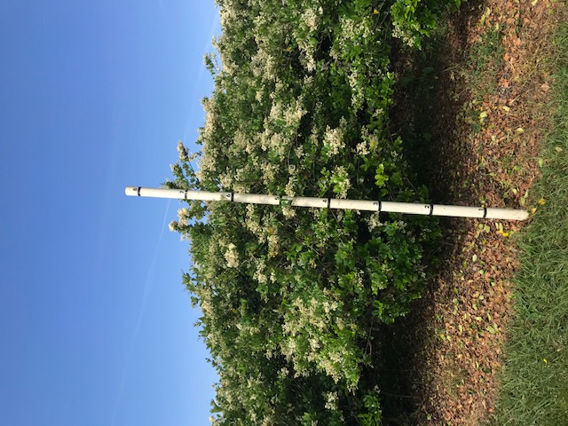 ligustrum-japonicum-japanese-privet-wax-leaf-ligustrum