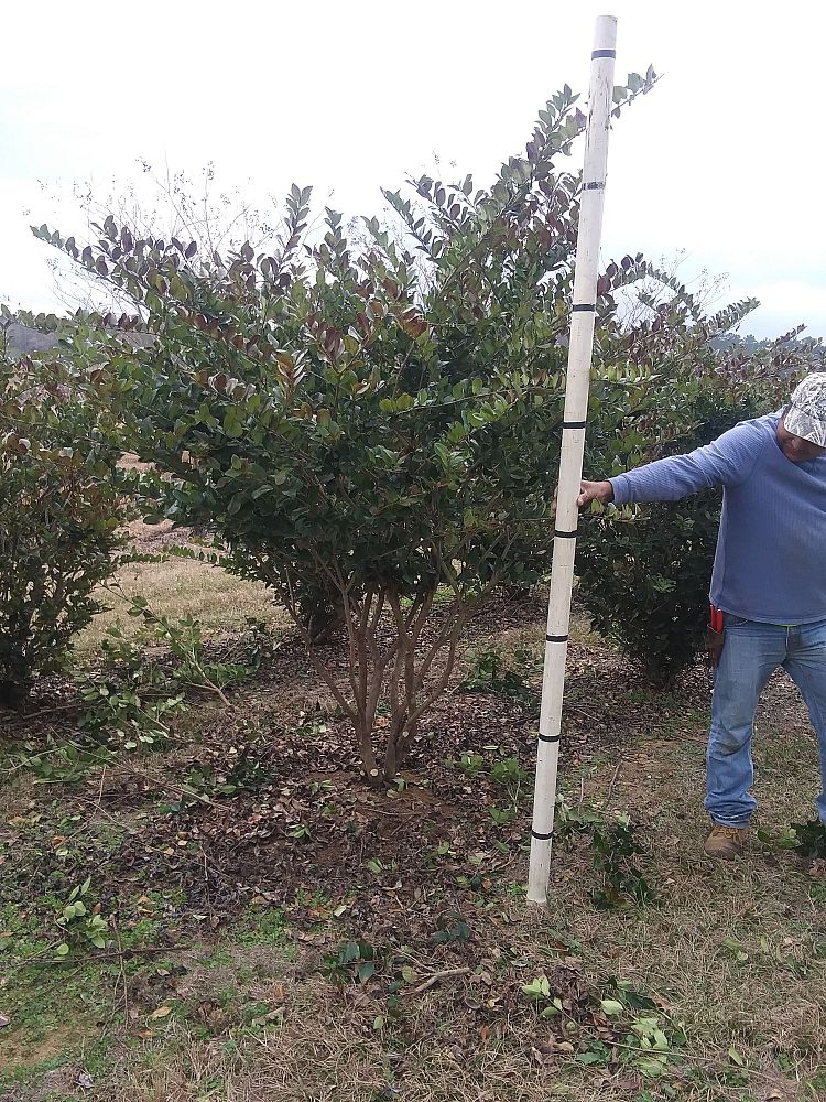 ligustrum-japonicum-japanese-privet-wax-leaf-ligustrum