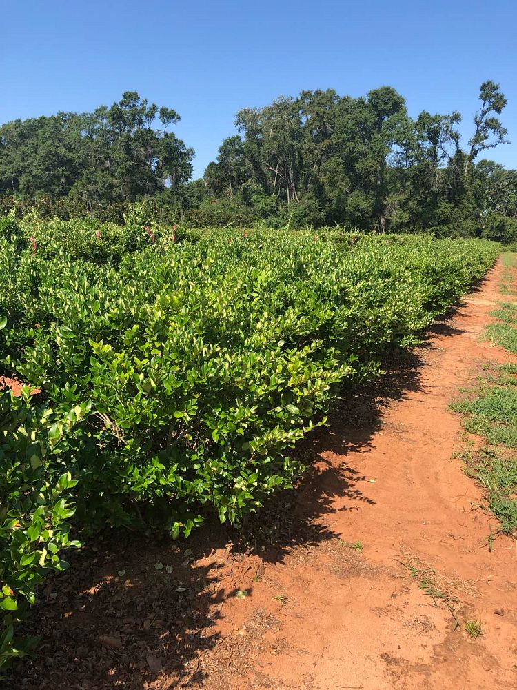 ligustrum-japonicum-japanese-privet-wax-leaf-ligustrum