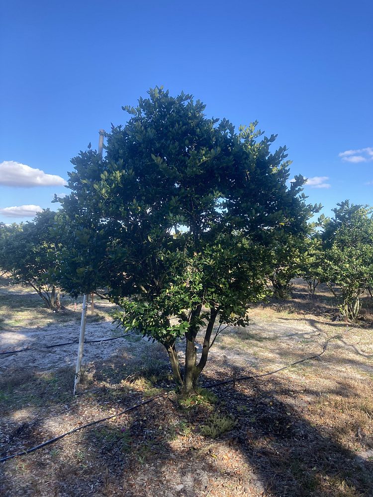 ligustrum-japonicum-japanese-privet-wax-leaf-ligustrum
