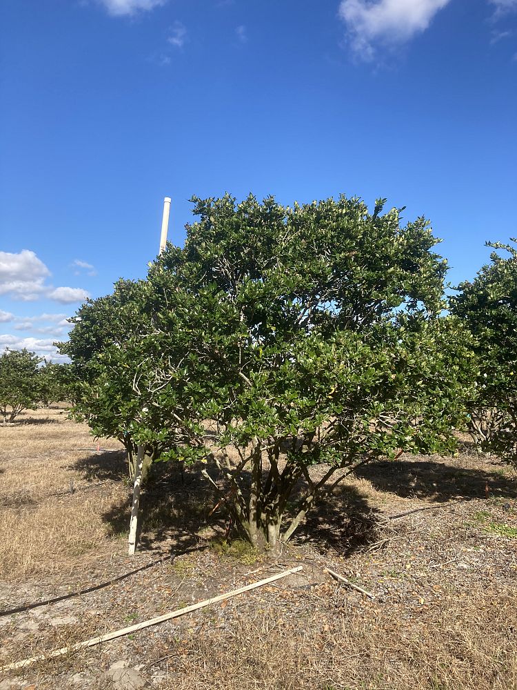 ligustrum-japonicum-japanese-privet-wax-leaf-ligustrum