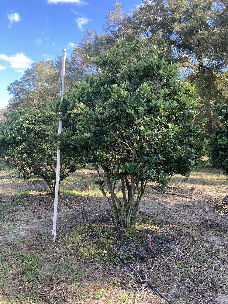ligustrum-japonicum-japanese-privet-wax-leaf-ligustrum