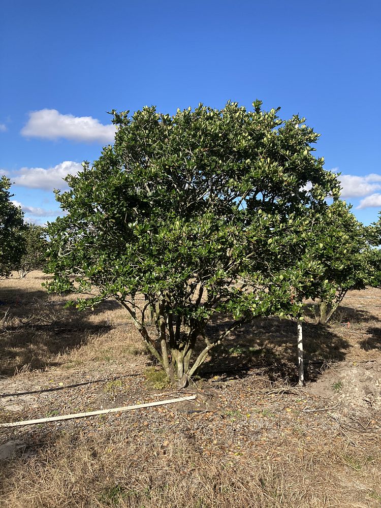 ligustrum-japonicum-japanese-privet-wax-leaf-ligustrum