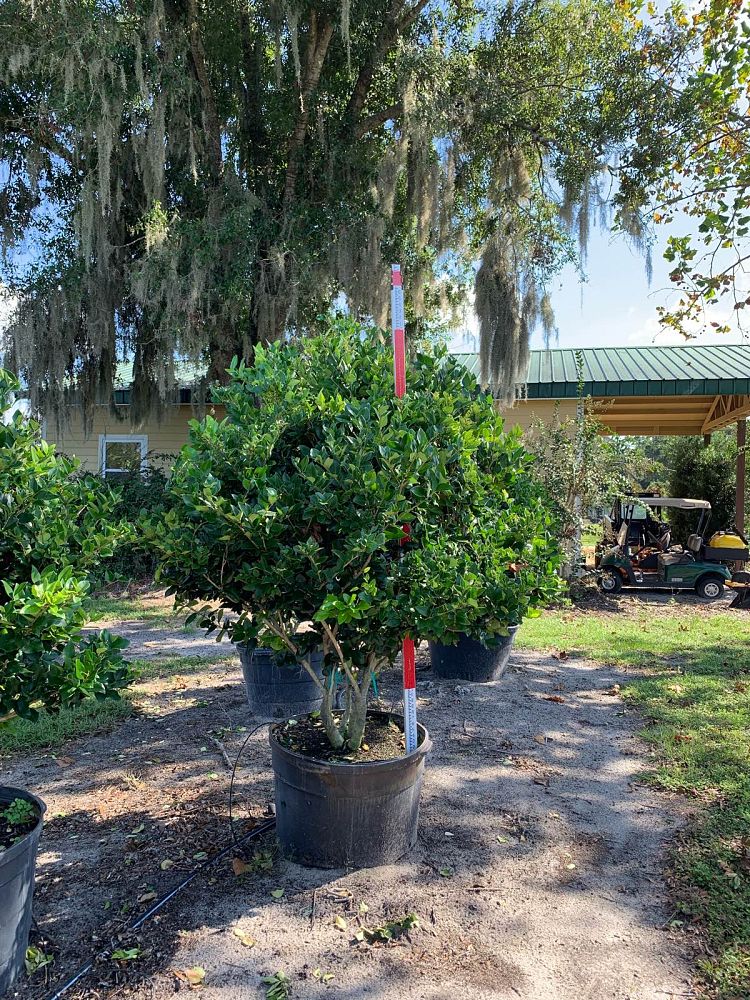 ligustrum-japonicum-japanese-privet-wax-leaf-ligustrum