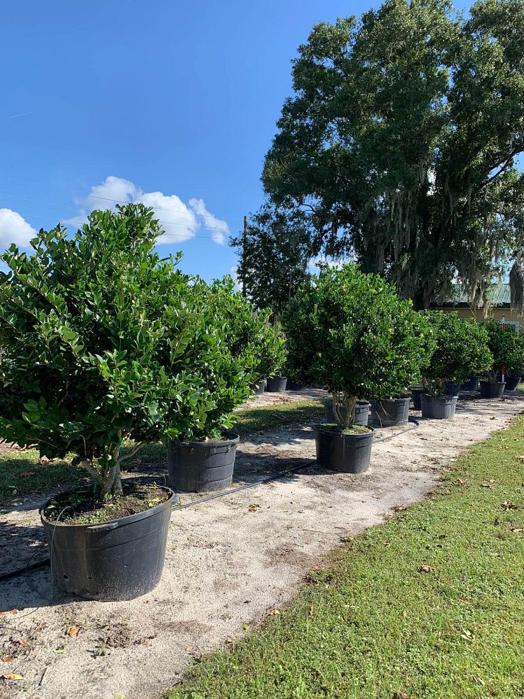 ligustrum-japonicum-japanese-privet-wax-leaf-ligustrum