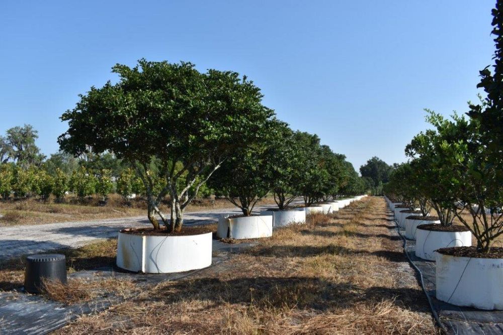 ligustrum-japonicum-japanese-privet-wax-leaf-ligustrum