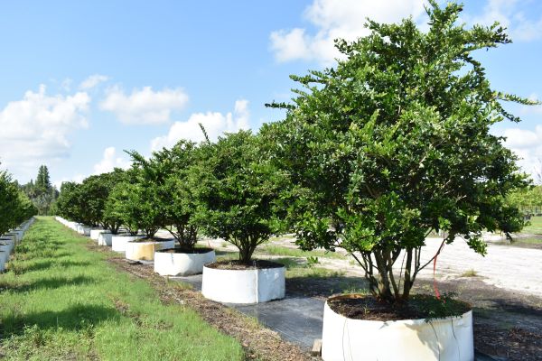 ligustrum-japonicum-japanese-privet-wax-leaf-ligustrum