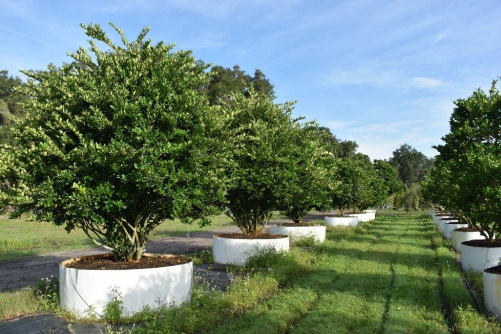 ligustrum-japonicum-japanese-privet-wax-leaf-ligustrum