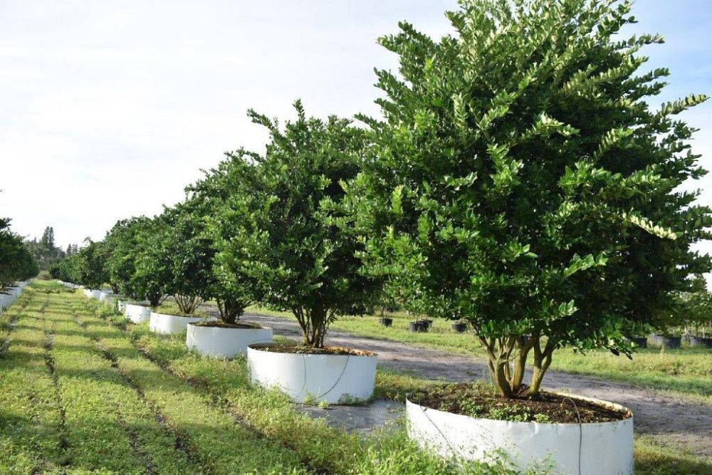 ligustrum-japonicum-japanese-privet-wax-leaf-ligustrum