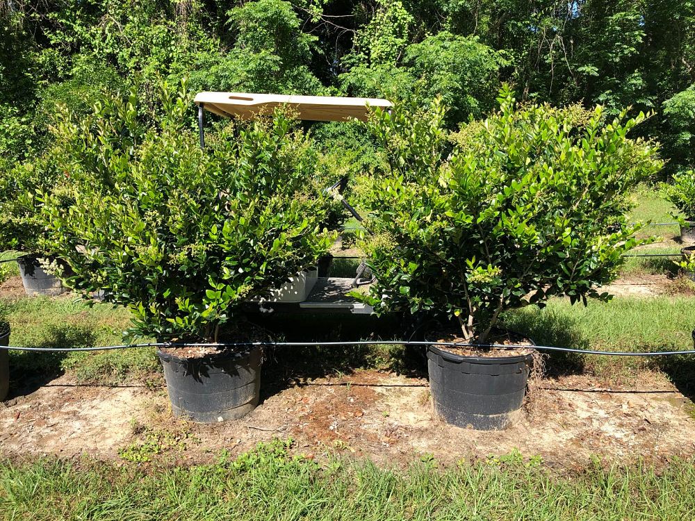 ligustrum-japonicum-japanese-privet-wax-leaf-ligustrum