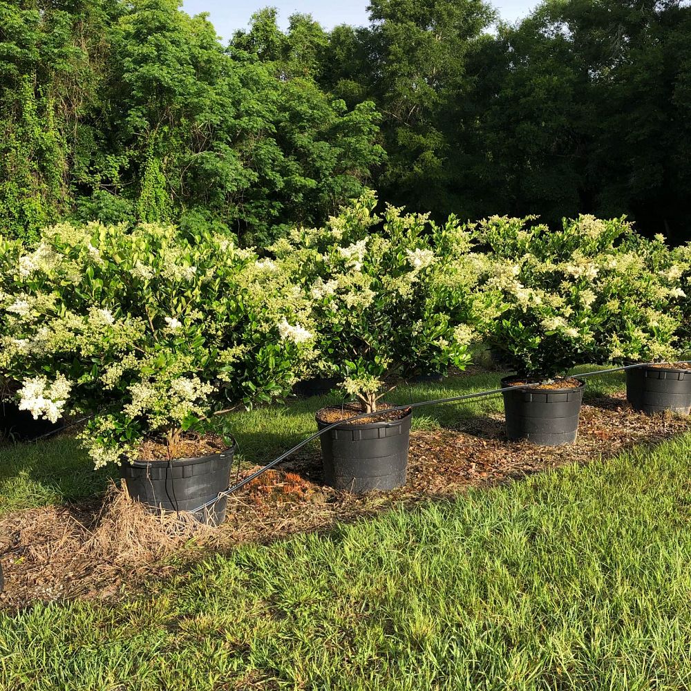 ligustrum-japonicum-japanese-privet-wax-leaf-ligustrum