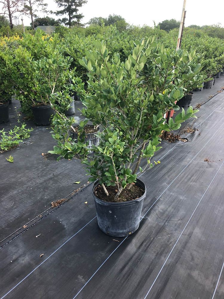 ligustrum-japonicum-japanese-privet-wax-leaf-ligustrum