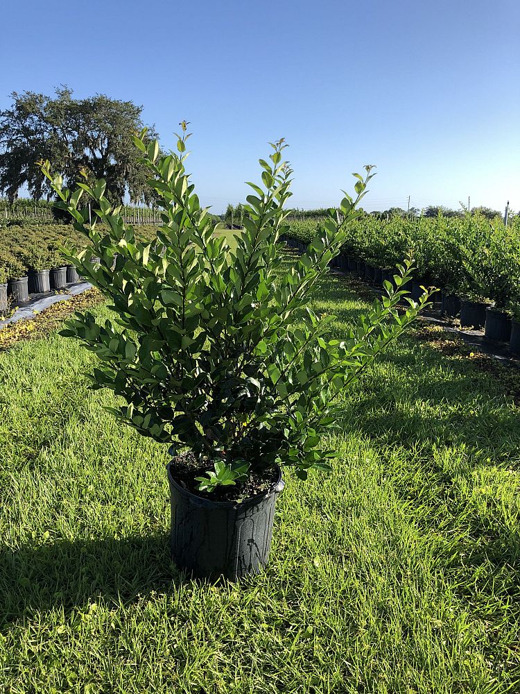 ligustrum-japonicum-japanese-privet-wax-leaf-ligustrum