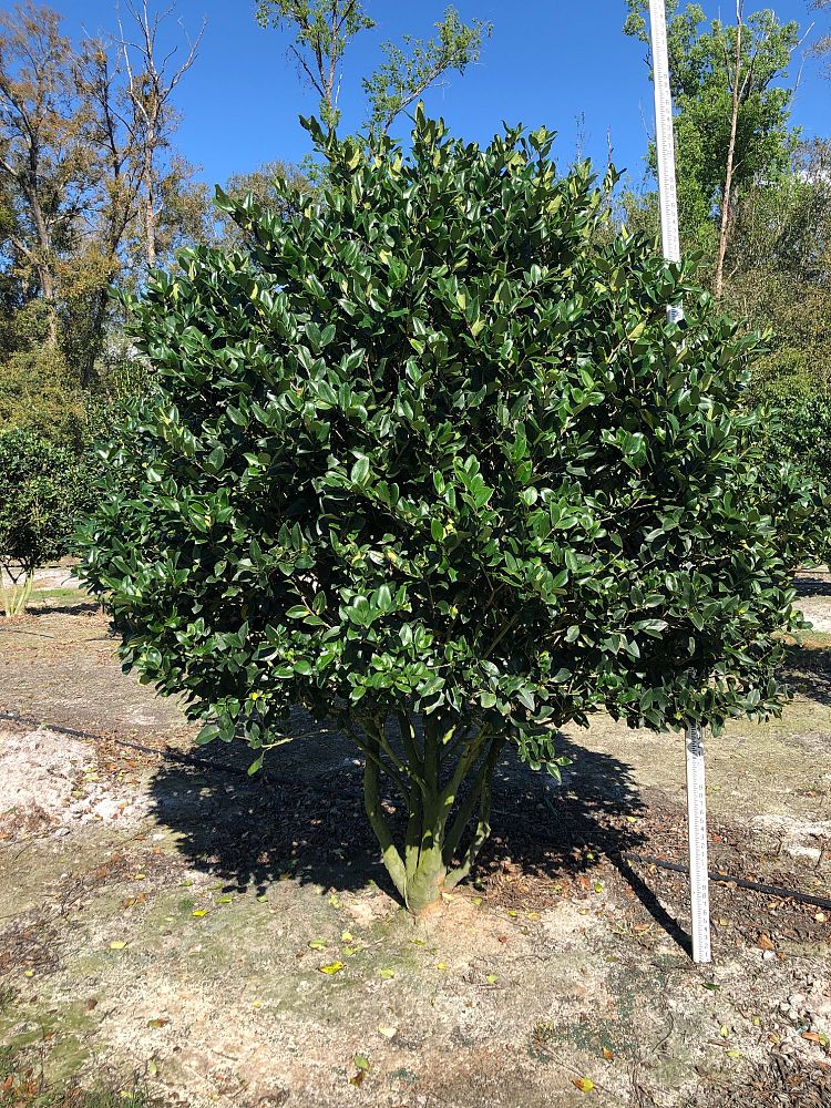 ligustrum-japonicum-japanese-privet-wax-leaf-ligustrum