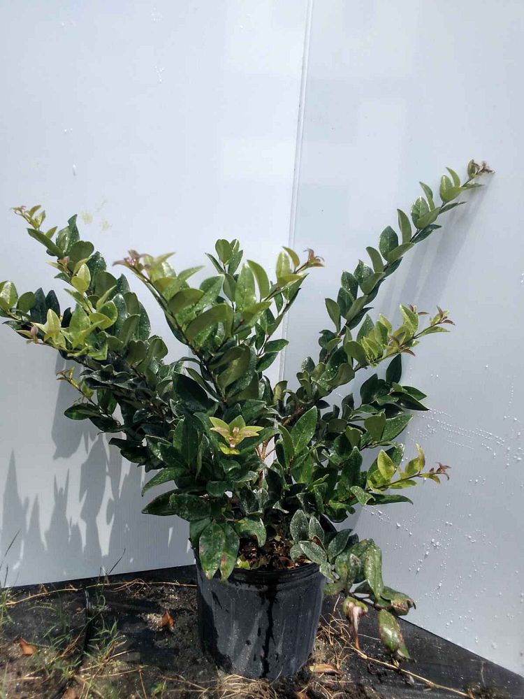 ligustrum-japonicum-japanese-privet-wax-leaf-ligustrum