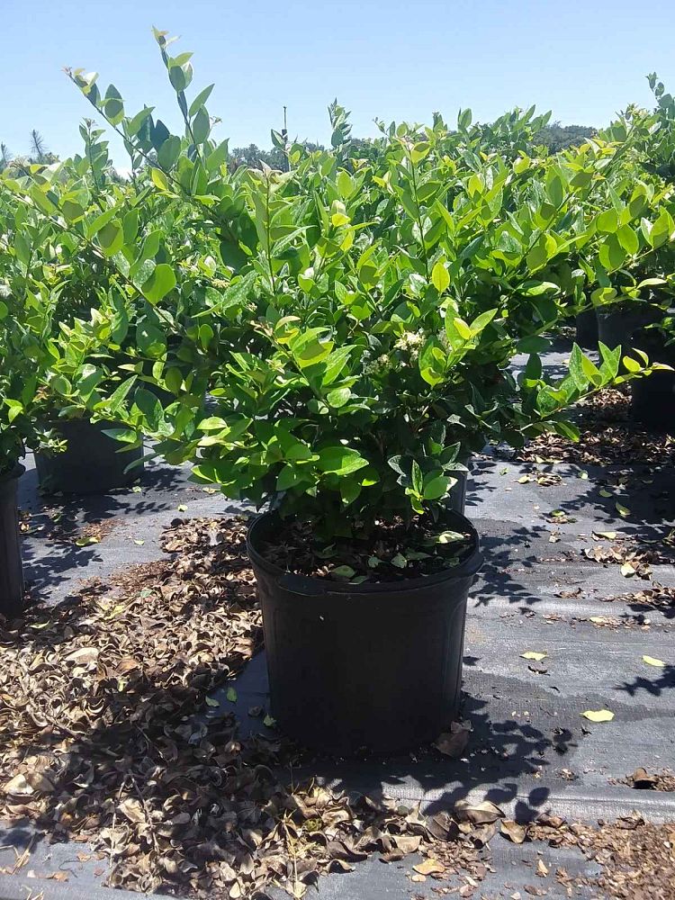 ligustrum-japonicum-japanese-privet-wax-leaf-ligustrum