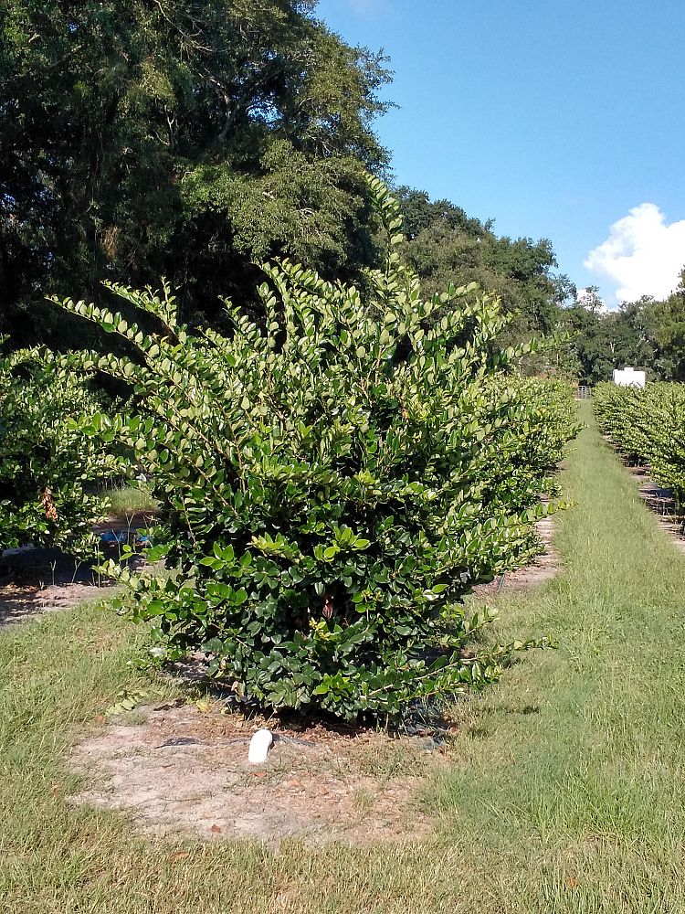 ligustrum-japonicum-japanese-privet-wax-leaf-ligustrum