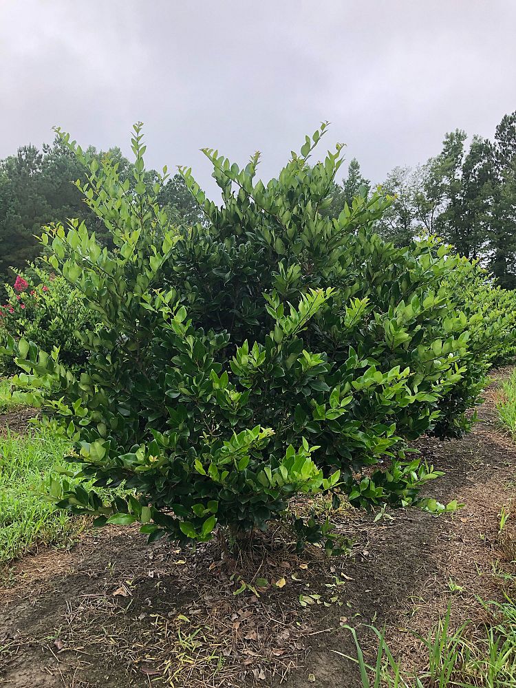 ligustrum-japonicum-japanese-privet-wax-leaf-ligustrum