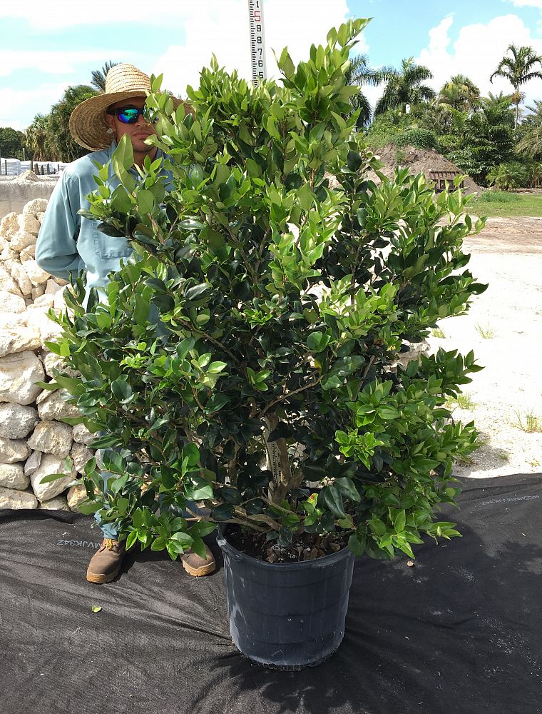 ligustrum-japonicum-japanese-privet-wax-leaf-ligustrum