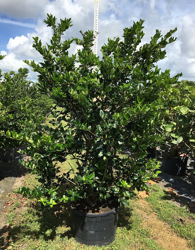 ligustrum-japonicum-japanese-privet-wax-leaf-ligustrum