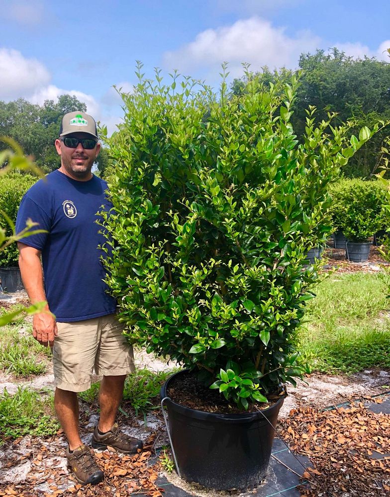 ligustrum-japonicum-japanese-privet-wax-leaf-ligustrum