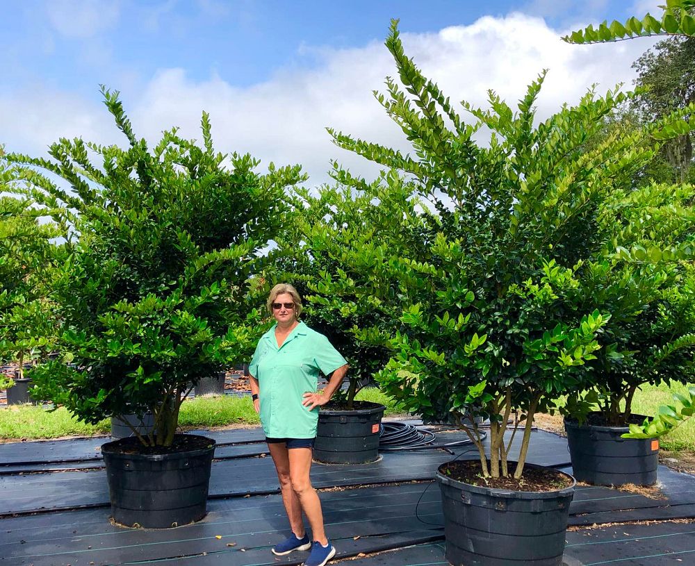 ligustrum-japonicum-japanese-privet-wax-leaf-ligustrum