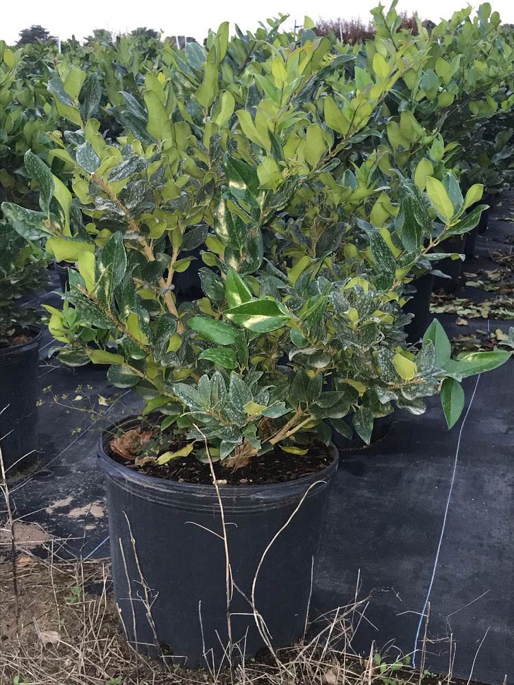 ligustrum-japonicum-japanese-privet-wax-leaf-ligustrum