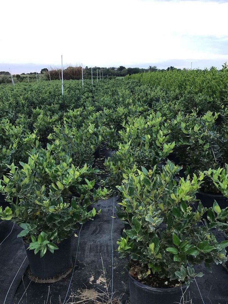 ligustrum-japonicum-japanese-privet-wax-leaf-ligustrum