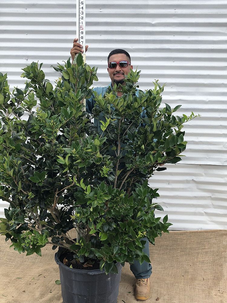 ligustrum-japonicum-japanese-privet-wax-leaf-ligustrum