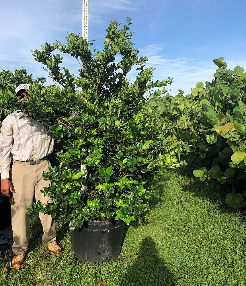 ligustrum-japonicum-japanese-privet-wax-leaf-ligustrum