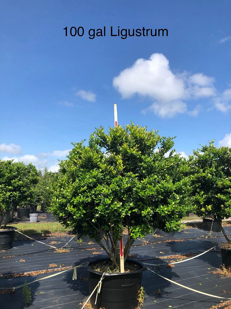 ligustrum-japonicum-japanese-privet-wax-leaf-ligustrum