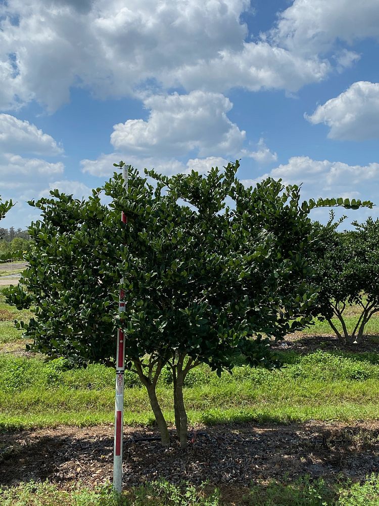 ligustrum-japonicum-japanese-privet-wax-leaf-ligustrum