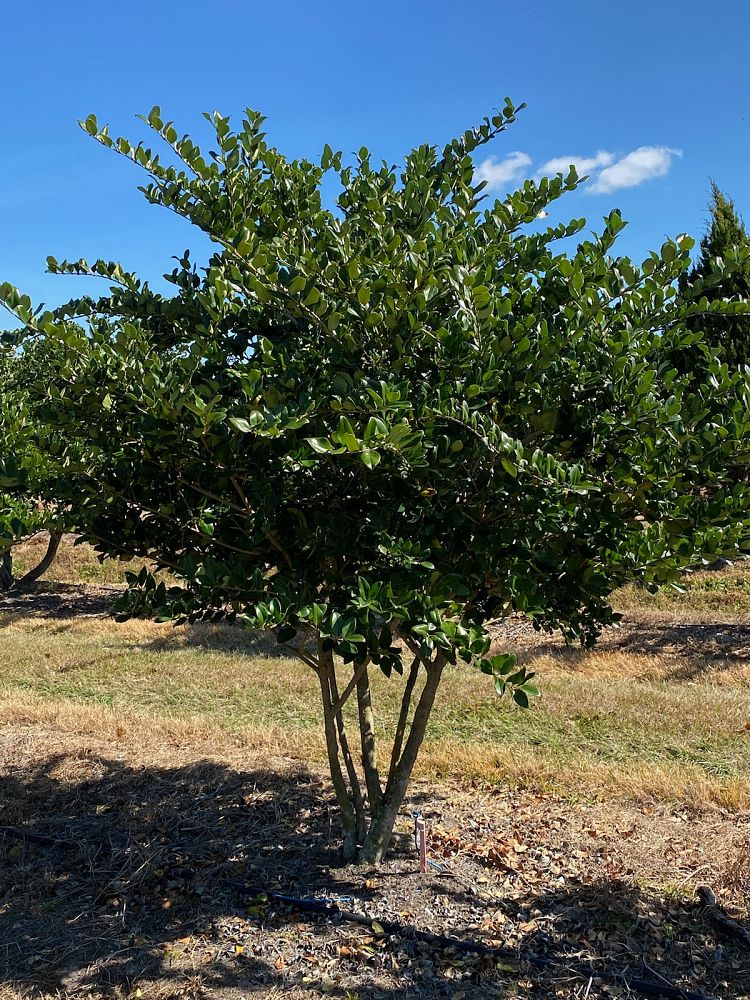 ligustrum-japonicum-japanese-privet-wax-leaf-ligustrum