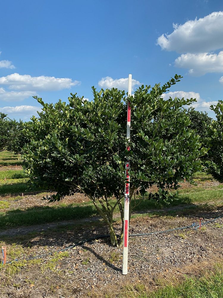 ligustrum-japonicum-japanese-privet-wax-leaf-ligustrum