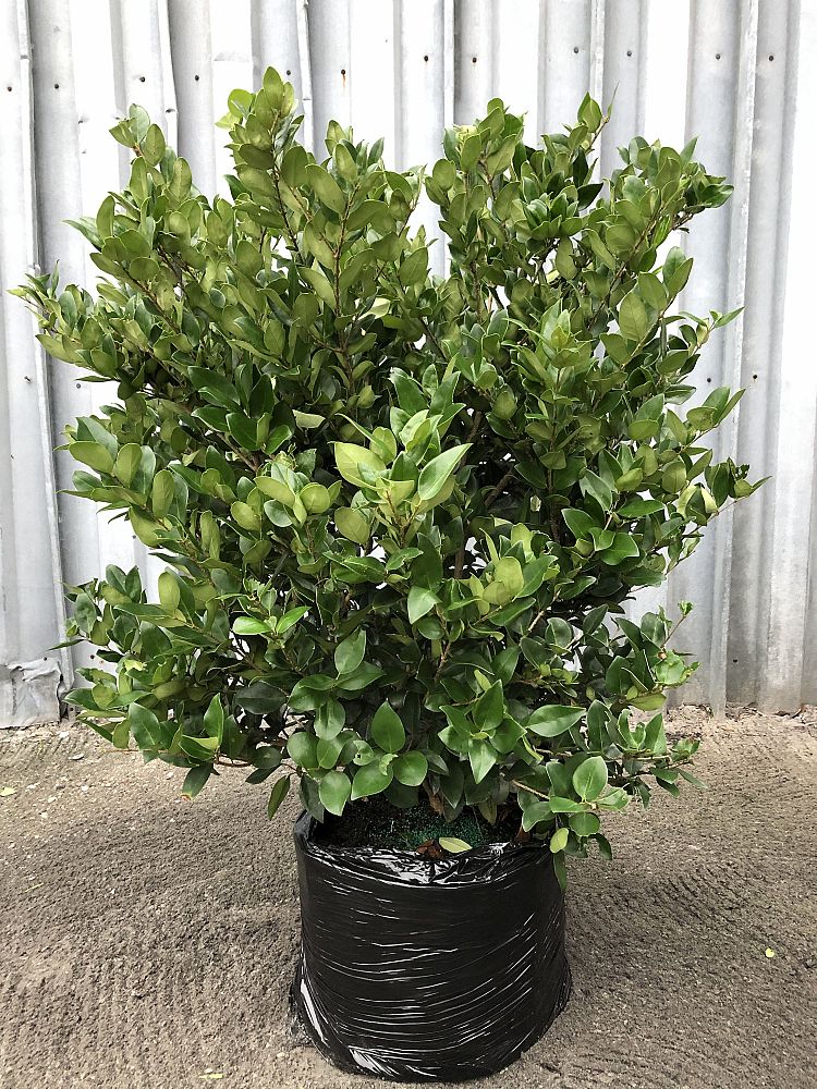 ligustrum-japonicum-japanese-privet-wax-leaf-ligustrum