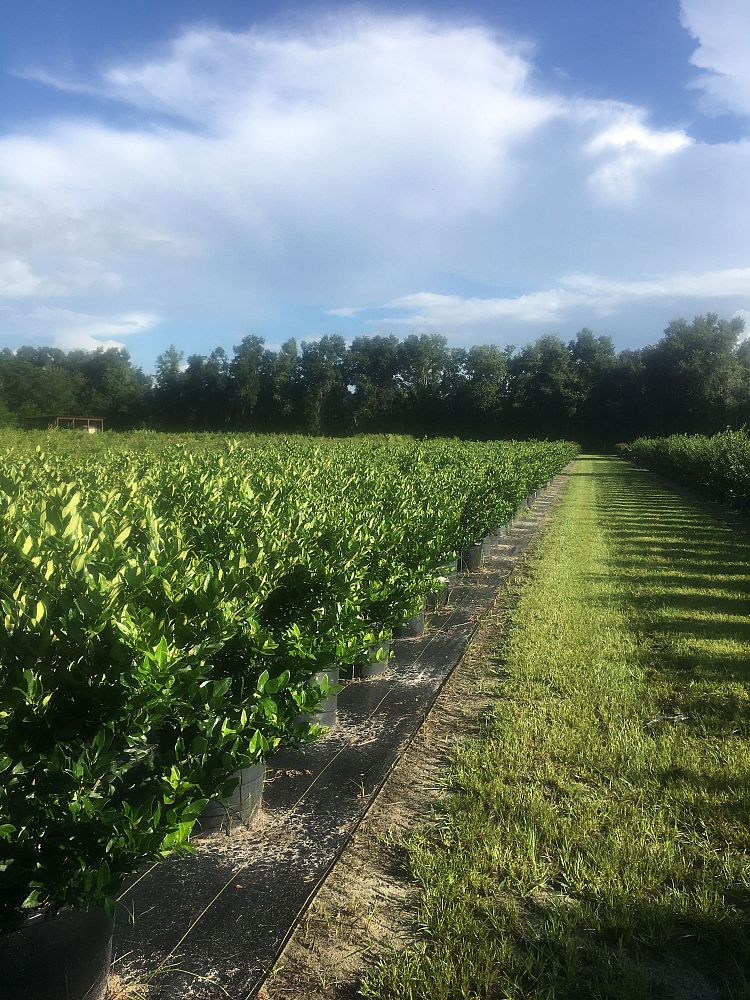 ligustrum-japonicum-japanese-privet-wax-leaf-ligustrum