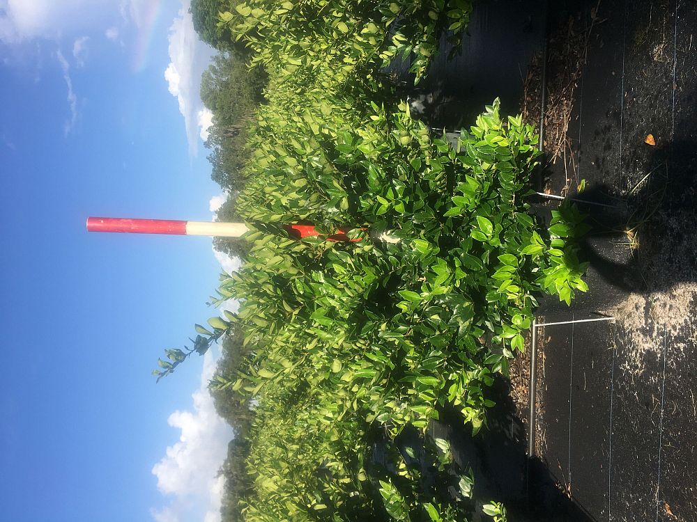 ligustrum-japonicum-japanese-privet-wax-leaf-ligustrum
