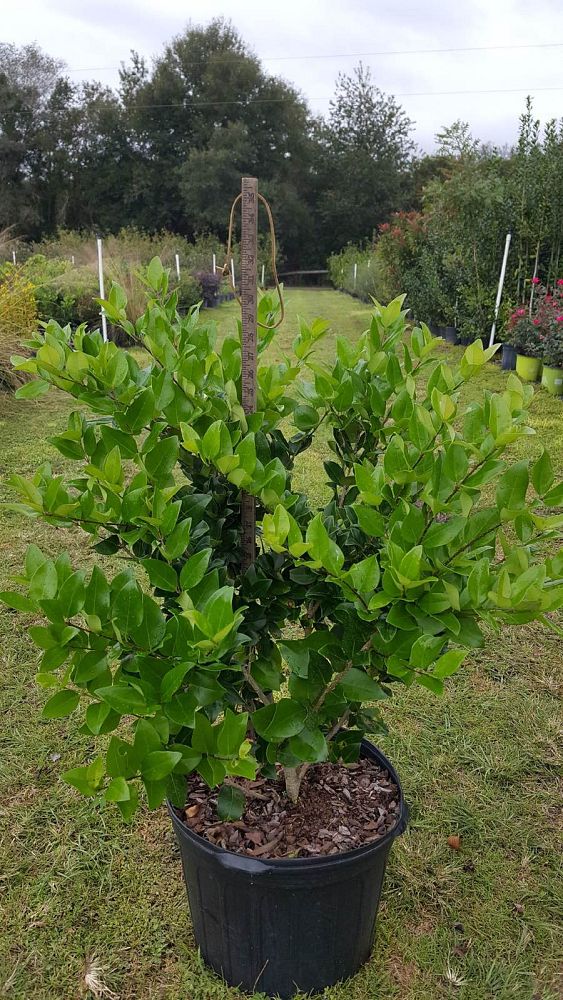ligustrum-japonicum-japanese-privet-wax-leaf-ligustrum