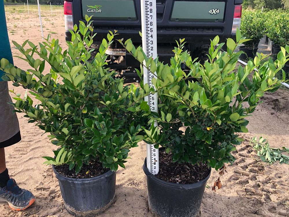 ligustrum-japonicum-japanese-privet-wax-leaf-ligustrum