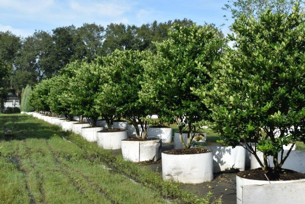 ligustrum-japonicum-japanese-privet-wax-leaf-ligustrum