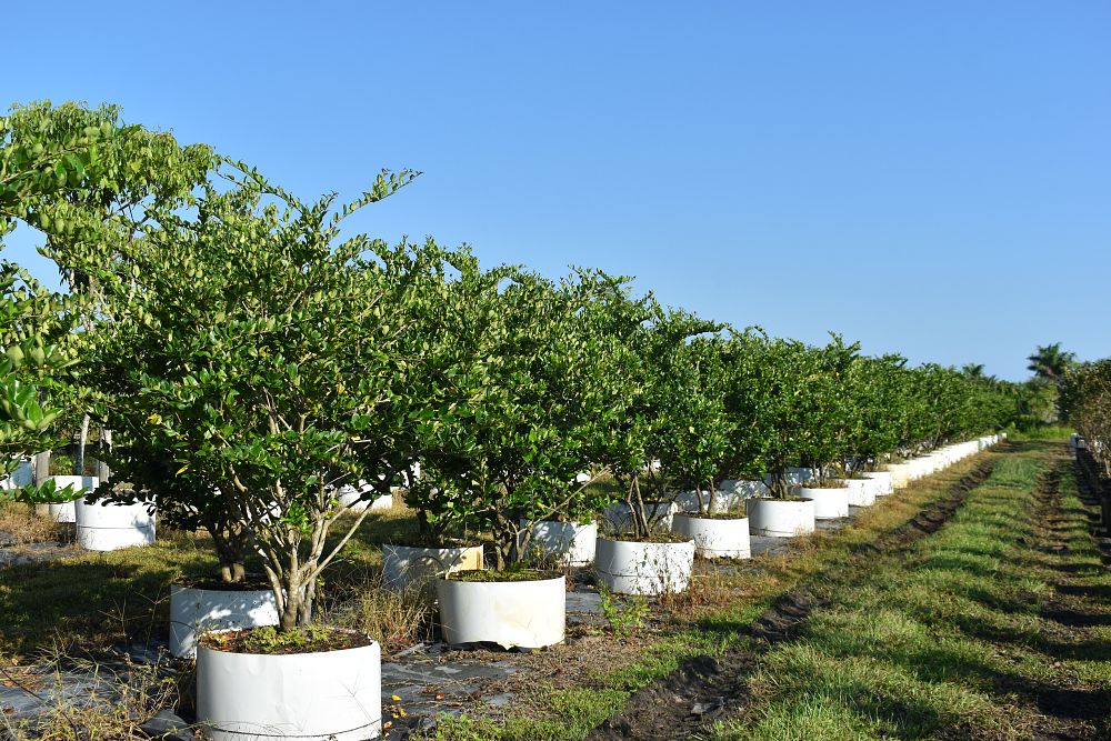 ligustrum-japonicum-japanese-privet-wax-leaf-ligustrum